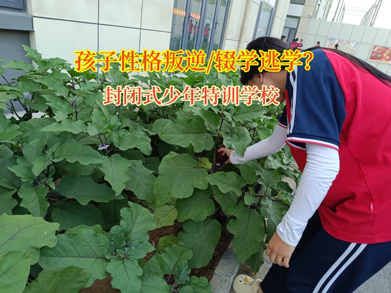 封閉式少年特訓學校為輟學少年點亮希望之光 